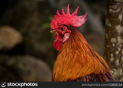 close up head of red jungle fowl against blur background