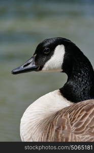 Close up head profile of Canada Goose beside the Kennett and Avon Canal