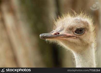 Close-up head shot of Common ostrich (Struthio camelus) with abstract blurred background.