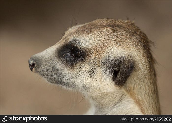 Close-up head shot of Slender-tailed Meerkat (Suricata suricatta) looking away.