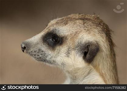Close-up head shot of Slender-tailed Meerkat (Suricata suricatta) looking away.
