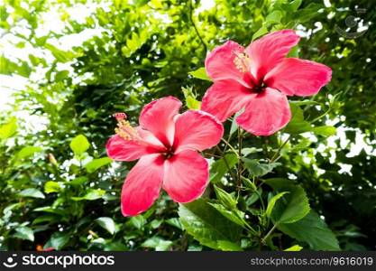 Close up, Hibiscus flowers in side garden