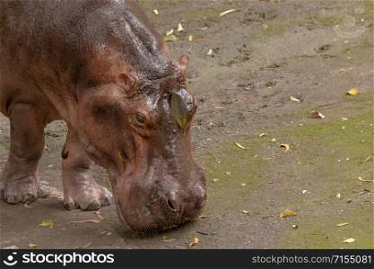Close-up Hippopotamus (Hippopotamus amphibius) walking on soft mud with a Leech on its leg.