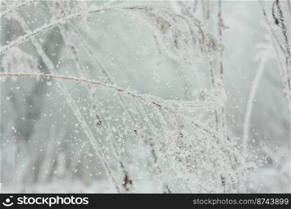Close up hoarfrost crystals falling away from twigs concept photo. Front view photography with snowy winter landscape on background. High quality picture for wallpaper, travel blog, magazine, article. Close up hoarfrost crystals falling away from twigs concept photo