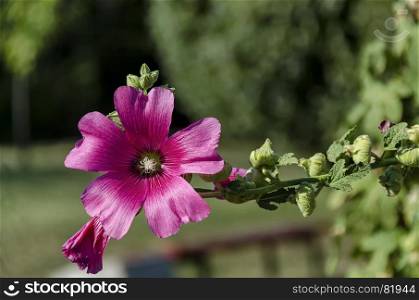 Close-up Hollyhock or Alcea rosea pink flower with bee on garden, Sofia, Bulgaria