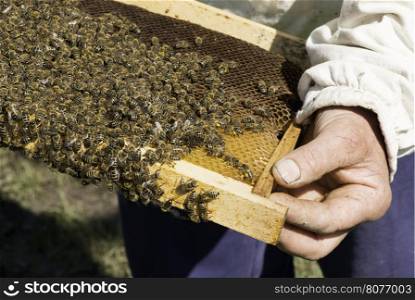 Close up honeycombs. Many bees on honeycomb