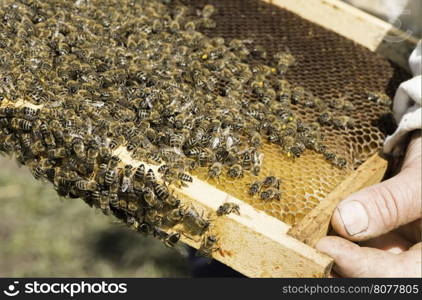 Close up honeycombs. Many bees on honeycomb