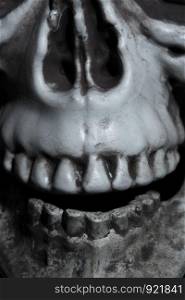 Close-up horizontal photo of the human skull