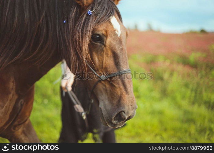 Close up horse with braided hair and decorating with flowers concept photo. Front view photography with blurred background. High quality picture for wallpaper, travel blog, magazine, article. Close up horse with braided hair and decorating with flowers concept photo