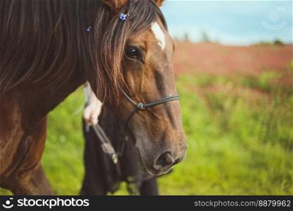 Close up horse with braided hair and decorating with flowers concept photo. Front view photography with blurred background. High quality picture for wallpaper, travel blog, magazine, article. Close up horse with braided hair and decorating with flowers concept photo