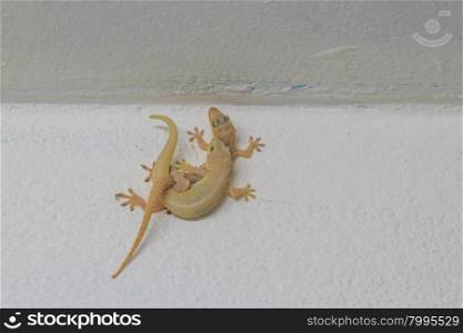 close up House lizard breeding on wall