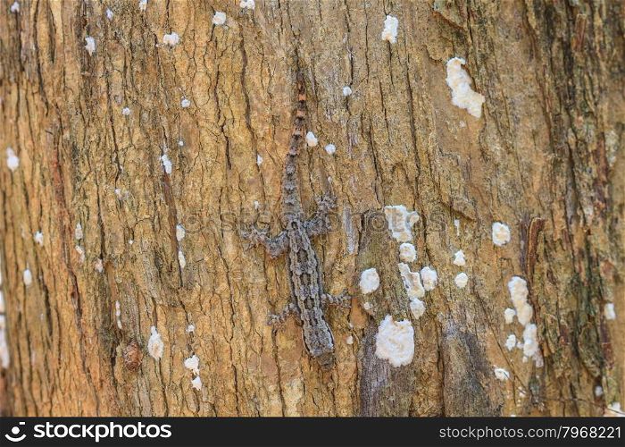 close up House small lizard on the tree