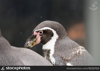 Close up Humboldt penguin (Spheniscus humboldti) face in raining.