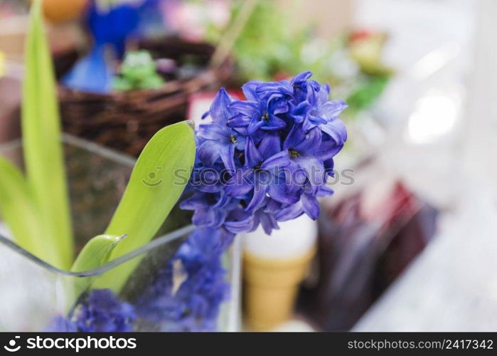 close up hyacinth flower plant glass