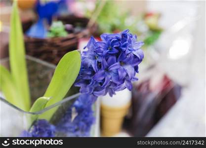 close up hyacinth flower plant glass