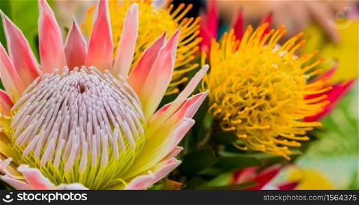 Close-up image of a bright colored King Protea from the Fynbos of Cape Town South Africa
