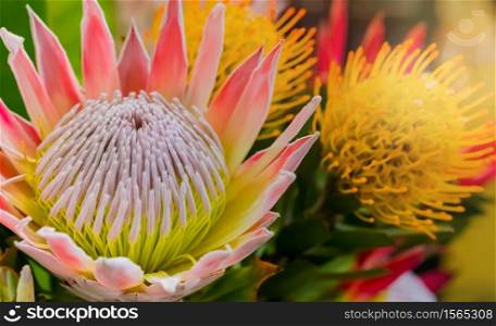 Close-up image of a bright colored King Protea from the Fynbos of Cape Town South Africa