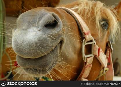 Close-up image of a horse&acute;s nose and it&acute;s smiling!