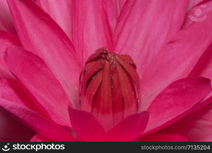 Close up image of a lotus red