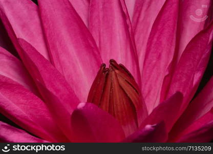 Close up image of a lotus red