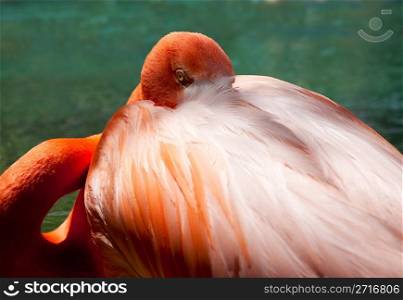 Close up image of a pink flamingo with its head peering out from behind the feathers on its back