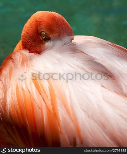 Close up image of a pink flamingo with its head peering out from behind the feathers on its back
