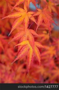Close-up image of beautiful coloured leafs during autumn season