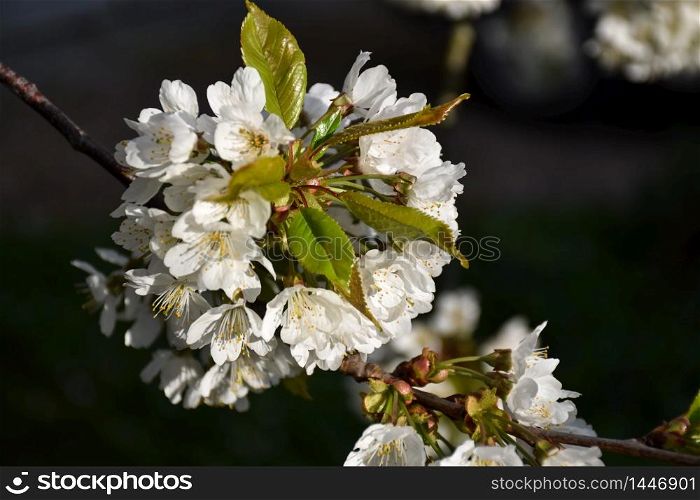 Close up image of beautiful white cherry blossom by a dark background