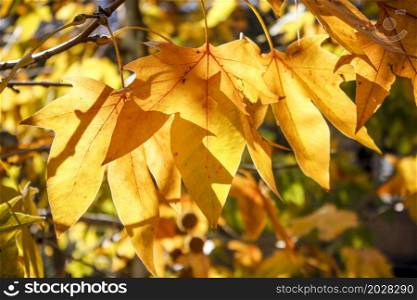 Close up image of beautiful yellow Autumn leaves.