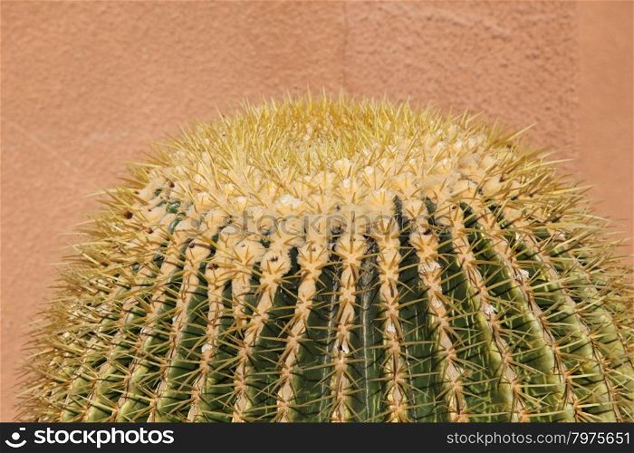 Close up image of cactus