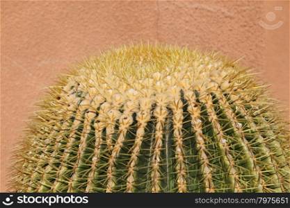 Close up image of cactus