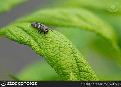 Close up image of caterpillar of ladybug (Coccinellidea) on a leaf