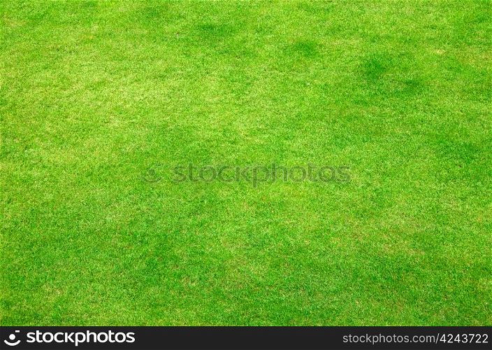 Close-up image of fresh spring green grass