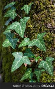 Close up image of ivy plant on moss-covered tree trunk
