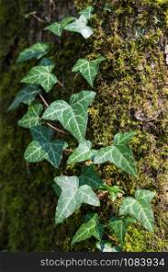 Close up image of ivy plant on moss-covered tree trunk