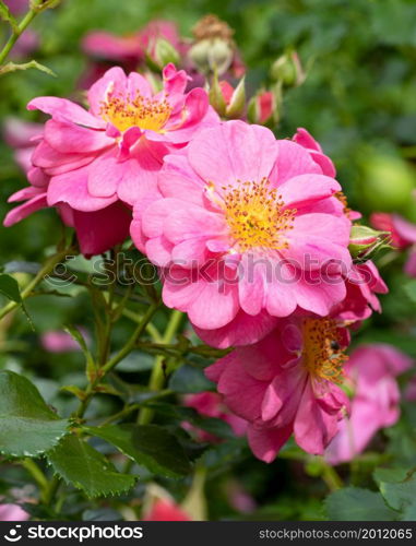 Close up image of rose blossom, bee-friendly flower of summer