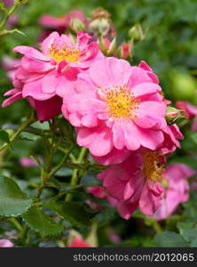 Close up image of rose blossom, bee-friendly flower of summer