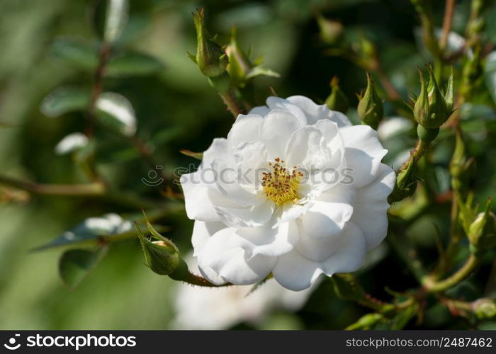 Close up image of rose blossom, bee-friendly flower of summer