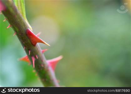 Close up image of rose thorns in the farm