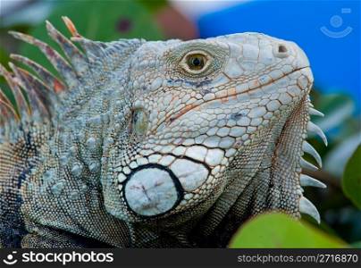 Close up image of the eye of an iguana with scaly neck and mouth