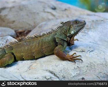 Close up image of the iguana with scaly neck and mouth
