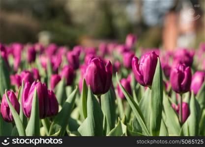 Close up image of tulips in park with house behind