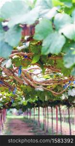Close up image of Vineyards