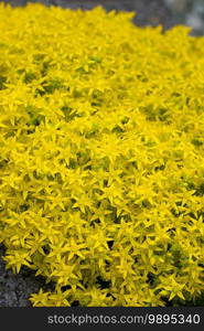 Close up image of wallpepper flower  Sedum acre 