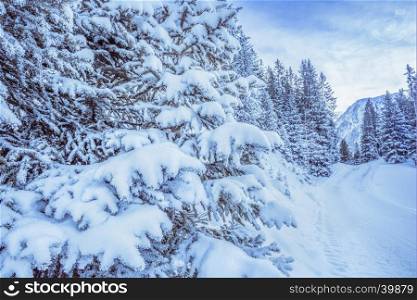 Close-up image with branches of fir loaded with snow on the side of a path, mountains and forest in the background.