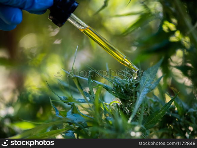 Close-up images of medicine drops, marijuana medicine, biological and ecology, medicinal plants, cbd oil from bottles, herbal treatment, alternative medicine