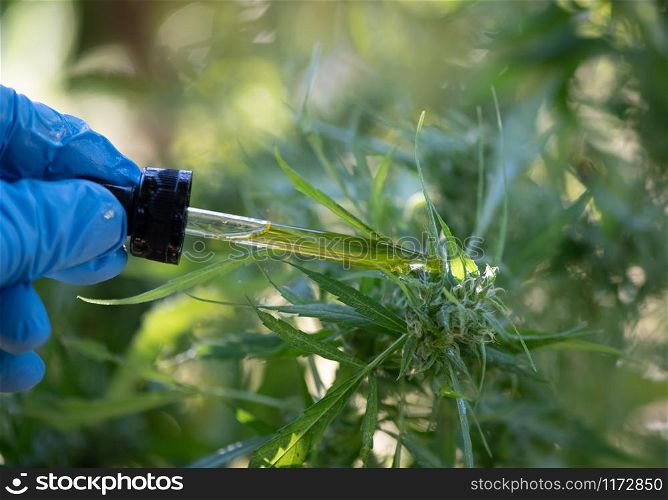 Close-up images of medicine drops, marijuana medicine, biological and ecology, medicinal plants, cbd oil from bottles, herbal treatment, alternative medicine