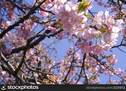 close-up Japan cherry blossom pink flower sakura branch nature background