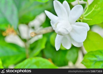 close up Jasmine