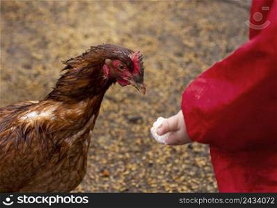 close up kid holding chicken food